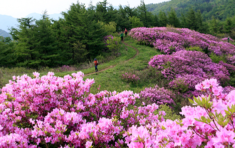 지리산 바래봉 철쭉