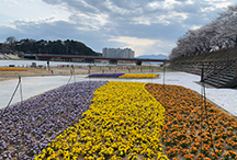 남원시, 주요도로변·꽃단지 봄꽃 식재